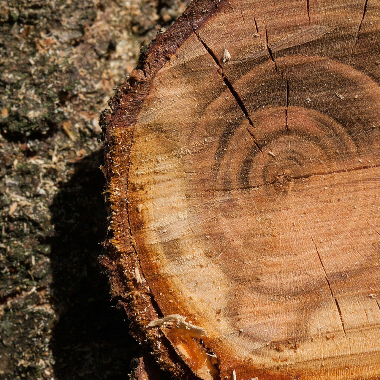 Trattamento e commercializzazione legname, produzione cippato per biomassa, bonifica aree boschive, taglio, potatura, rimozione alberi